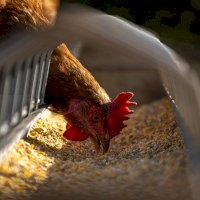 Krmivo pro drůbež – Andreas Göllner / Pixabay