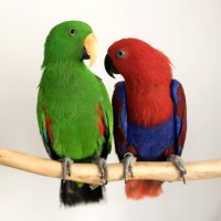 Pár papoušků druhu eklektus různobarvý (Eclectus roratus), vlevo zelený sameček, vpravo červená samička – ice_blue / Shutterstock
