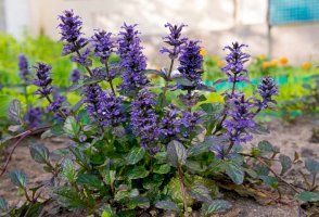 Zběhovec plazivý (Ajuga reptans) – Khalangot Sergey L / Shutterstock