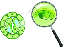 Rostlinné buňky s detailem chloroplastu, ilustrace – BlueRingMedia / Shutterstock