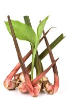 Alpinia galanga, oddenky – wasanajai / Shutterstock