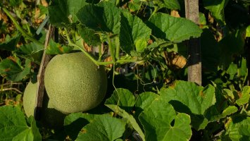 Meloun cukrový (Cucumis melo) – Irondaru / Shutterstock