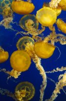 Talířovka (Chrysaora fuscescens) z kmene láčkovců – Dorota Photography / Shutterstock