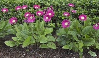 Gerbera jamesonii – Galina Gutarin / Shutterstock