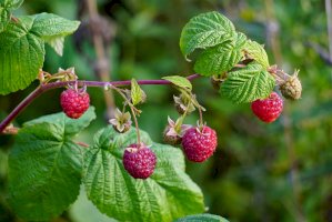 Ostružiník maliník (Rubus idaeus) – Volcko Mar / Shutterstock