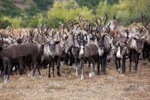 Sob karibu (Rangifer tarandus) – Evgeniia Ozerkina / Shutterstock