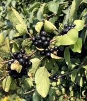 Řešetlák počistivý (Rhamnus cathartica) – dcwcreations / Shutterstock