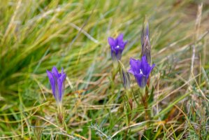 Hořec hořepník (Gentiana pneumonanthe) – LFRabanedo / Shutterstock