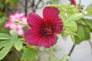 Kenaf, ibišek konopovitý (Hibiscus cannabinus) – Leka Talamoni / Shutterstock