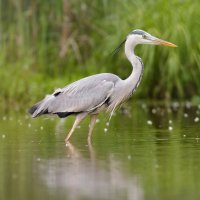 Volavka popelavá (Ardea cinerea) – matushaban / Shutterstock