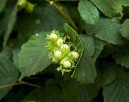 Líska obecná (Corylus avellana) – Sue Robinson / Shutterstock