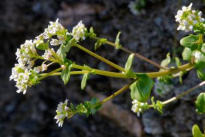 Lžičník lékařský (Cochlearia officinalis) – Martin Fowler / Shutterstock