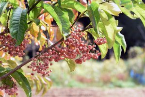 Brslen Hamiltonův (Euonymus hamiltonianus) – tamu1500 / Shutterstock