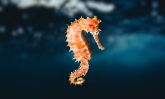 Hippocampus reidi (mořský koník), exemplář – Kusal1743 / Shutterstock