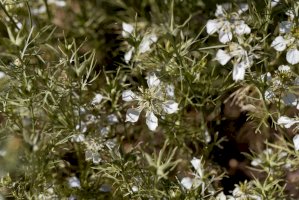 Černucha rolní (Nigella arvensis) – ChWeiss / Shutterstock