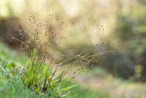 Bika chlupatá (Luzula pilosa) – Ihor Hvozdetskyi / Shutterstock