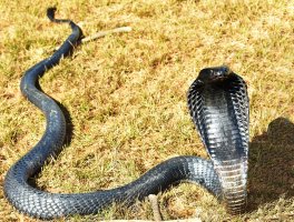 Kobra černokrká (Naja nigricollis)   –  Paul Lloyd shutterstock_2243505441