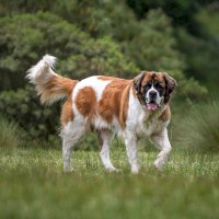 Bernardýn – Ulrike Stein / Shutterstock