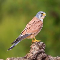 Poštolka obecná (Falco tinnunculus) – Moncar0 / Shutterstock