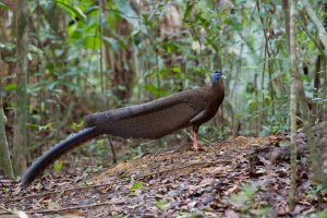 Argus okatý (Argusianus argus) – Thipwan / Shutterstock