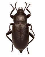 Smrtník obecný (Blaps mortisaga) – gstalker / Shutterstock