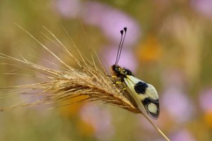 Ploskoroh pestrý (Ascalaphus macaronius) – Martin Hrouzek / Shutterstock