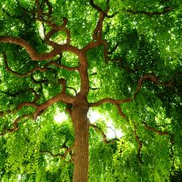 Jerlín japonský (Sophora japonica) – JP Song / Shutterstock