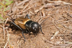 Cvrček polní (Gryllus campestris) – Federico.Crovetto / Shutterstock