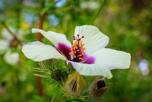 Ibišek konopný (Hibiscus cannabinus), květ – nnattalli / Shutterstock