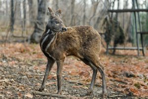 Kabar pižmový (Moschus moschiferus) – Suvorov_Alex / Shutterstock