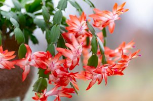 Vánoční kaktus (Schlumbergera truncata) – Elena-Grishina / Shutterstock