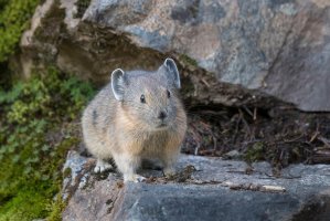 Pišťucha pika (Ochotona princeps) z řádu zajíců – Danita Delimont / Shutterstock