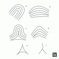 Obrazce papilárních linií u člověka: (a) smyčka, (b) plochý oblouček, (c) stromový oblouček, (d) střechovitý oblouček, (e) delta, (f) triradius – CoJeCo.cz (CC BY-SA 4.0)