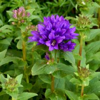 Zvonek klubkatý (Campanula glomerata) – Mike Russell / Shutterstock