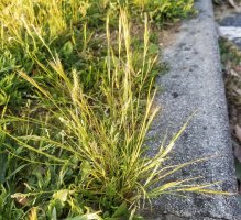 Mrvka myší ocásek (Vulpia myuros) – arousa / Shutterstock