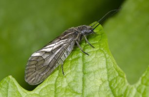 Střechatka obecná (Sialis lutaria) – Nigel Downer / Shutterstock