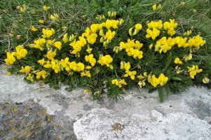Štírovník růžkatý (Lotus corniculatus) – Martin Fowler / Shutterstock