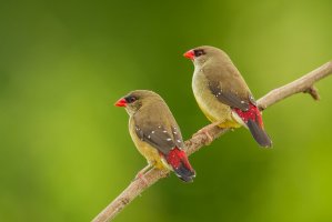 Tygříček tečkovaný (Amandava amandava), dvě samičky, Thajsko – kajornyot wildlife photography / Shutterstock
