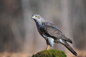 Jestřáb lesní (Accipiter gentilis) – Soru Epotok / Shutterstock