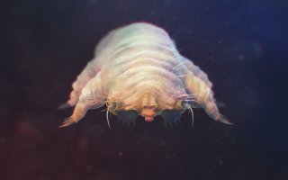 Trudník tukový (Demodex folliculorum) – Kalcutta / Shutterstock