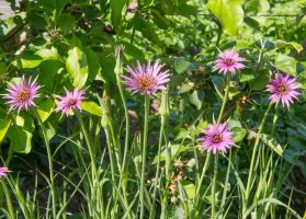 Kozí brada fialová (Tragopogon porrifolius) – Peter Turner Photography / Shutterstock