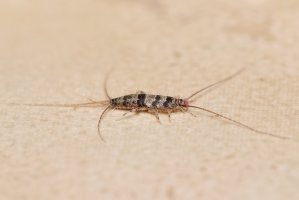Rybenka skleníková (Thermobia domestica) – IamTK / Shutterstock