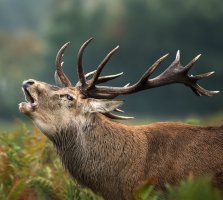 Jelen evropský (Cervus elaphus) – Giedriius / Shutterstock