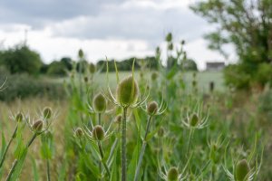 Štětka planá (Dipsacus fullonum) z čeledi štětkovité – Starsphinx / Shutterstock
