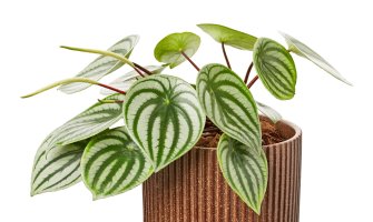 Pepřinec (Peperomia sandersii; syn. Peperomia argyreia) – Dewin ID / Shutterstock