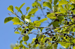 Olše lepkavá (Alnus glutinosa) – D. Kucharski K. Kucharska / Shutterstock