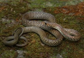 Ptyas velkooký (Ptyas mucosa) – Prajjwal Ray / Shutterstock