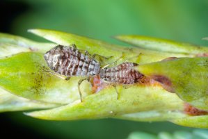 Medovnice cypřišová (Cinara cupressi) z čeledi medovnicovitých – Tomasz Klejdysz / Shutterstock
