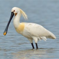 Kolpík bílý (Platalea leucorodia) – aaltair / Shutterstock