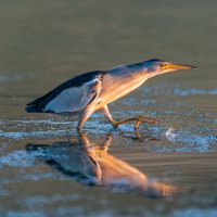 Bukáček malý (Ixobrychus minutus) – WildlifeWorld / Shutterstock